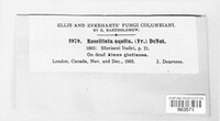 Image of Rosellinia corticium